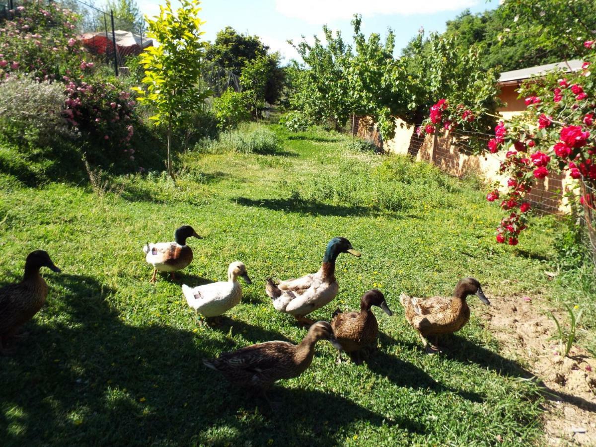 Agriturismo Frallarenza Ficulle Exteriör bild