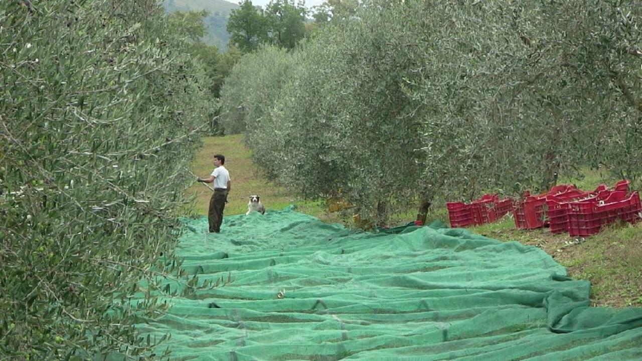 Agriturismo Frallarenza Ficulle Exteriör bild